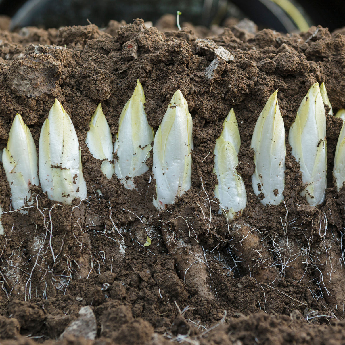 Cichorium intybus mechelse middelvroeg - Zichorie ‘Mechelse Middelvroeg’ Bio - Samen für Salate