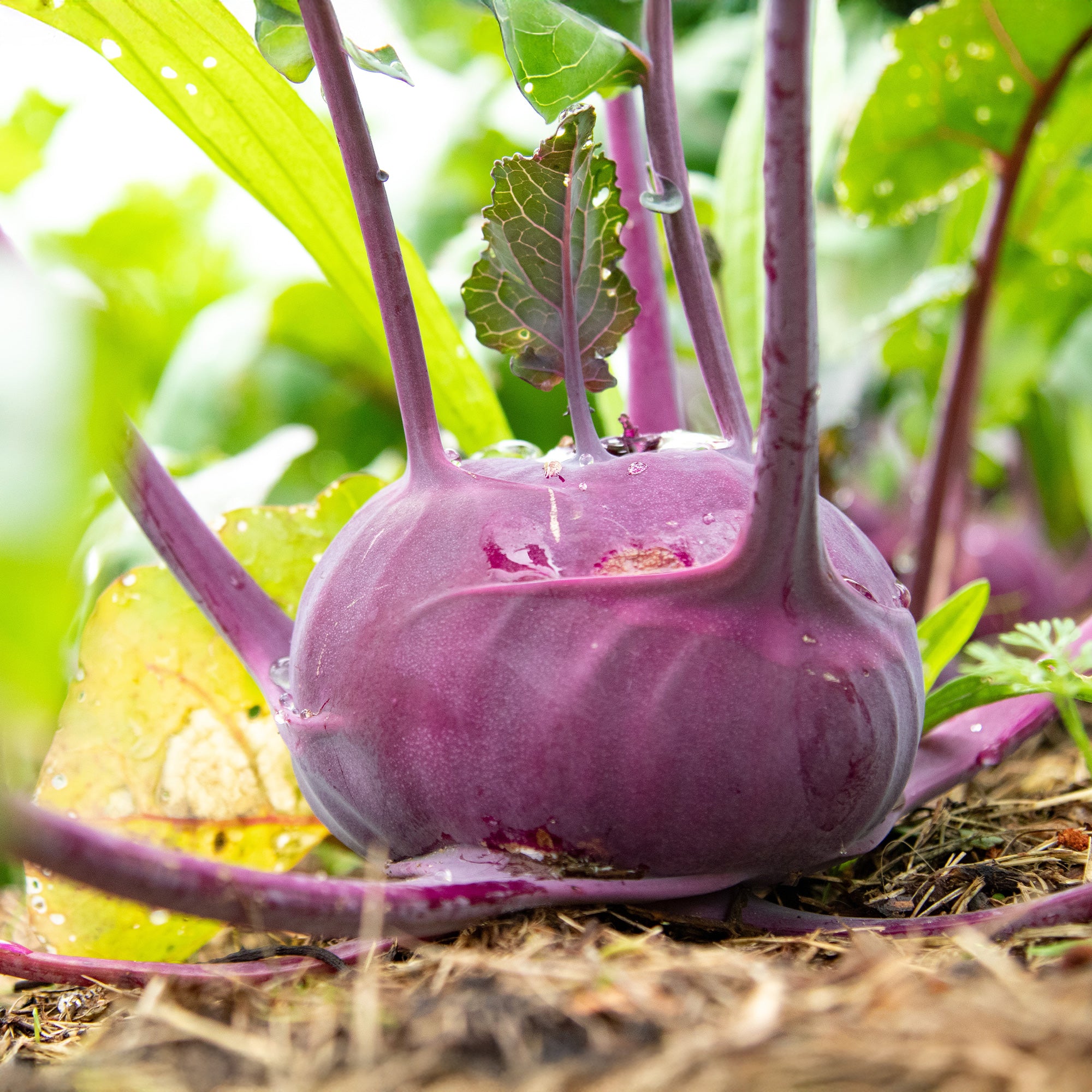 Saatgut Kohlrabi violett 'Blaro' Bio - Brassica oleracea blaro