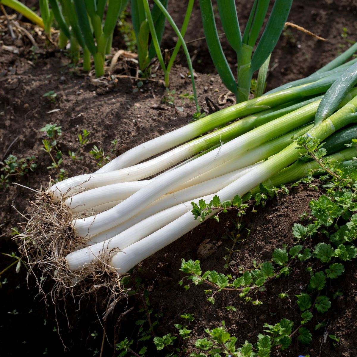 Gewürzkräuter - Frühlingszwiebel Ishikura Long White - Allium fistulosum ishikura long white