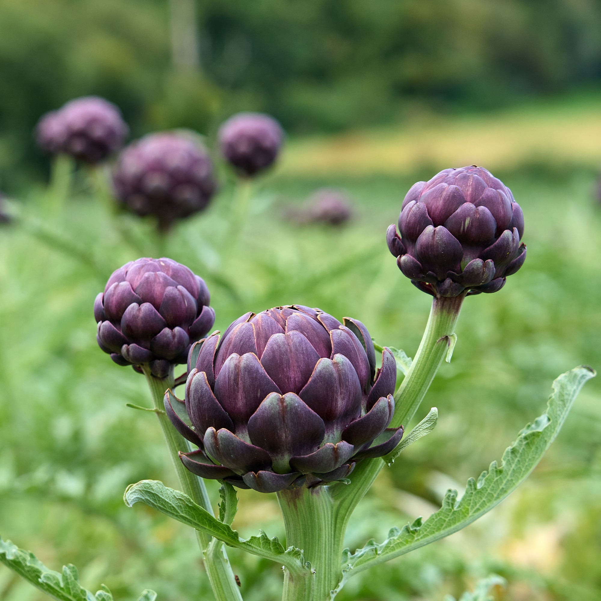 saatgut artischocke Saatgut Artischocke 'Violet de Provence' - Cynara cardunculus scolymus  Violet de Provence