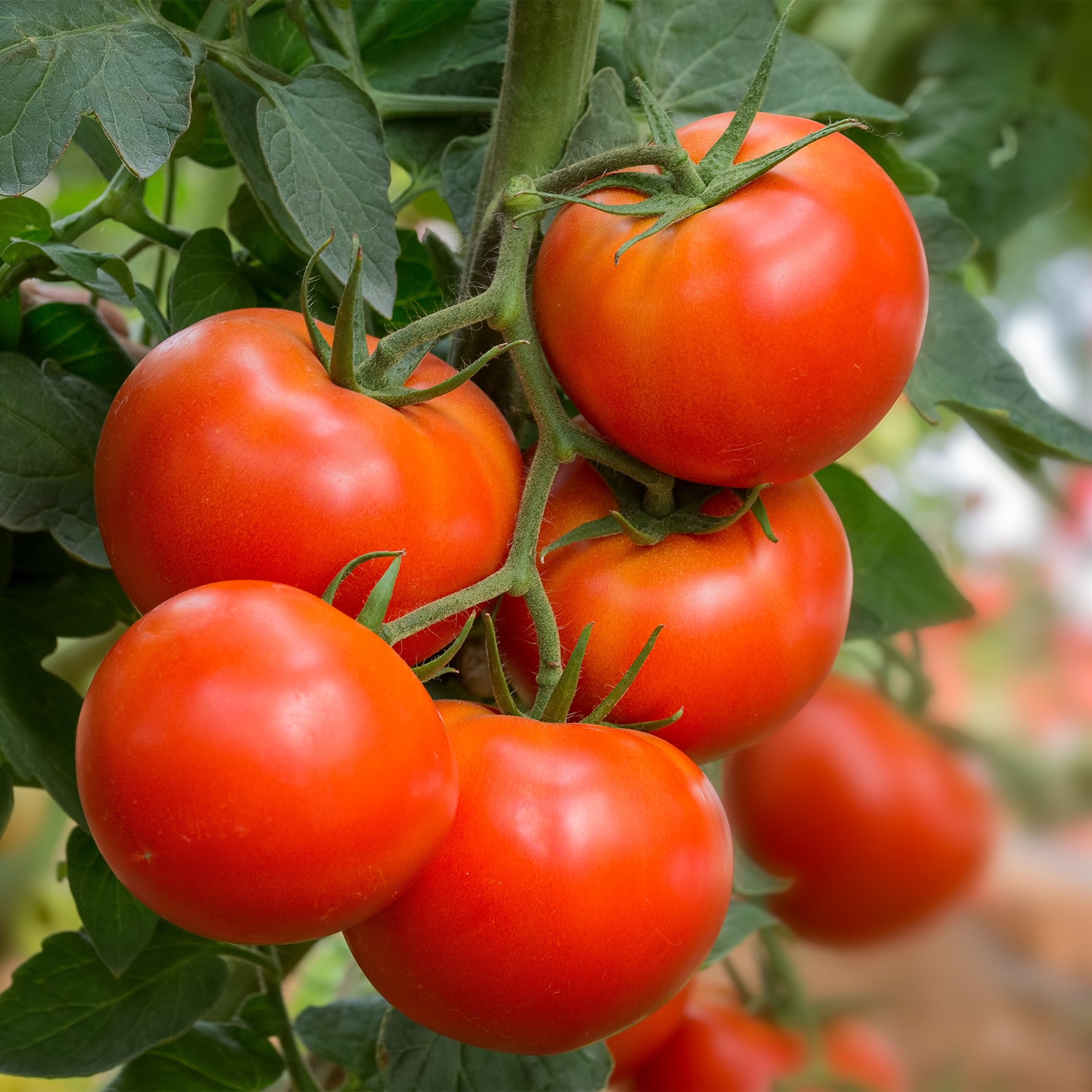 Saatgut Tomate 'Bonset' F1 - Solanum lycopersicum bonset f1