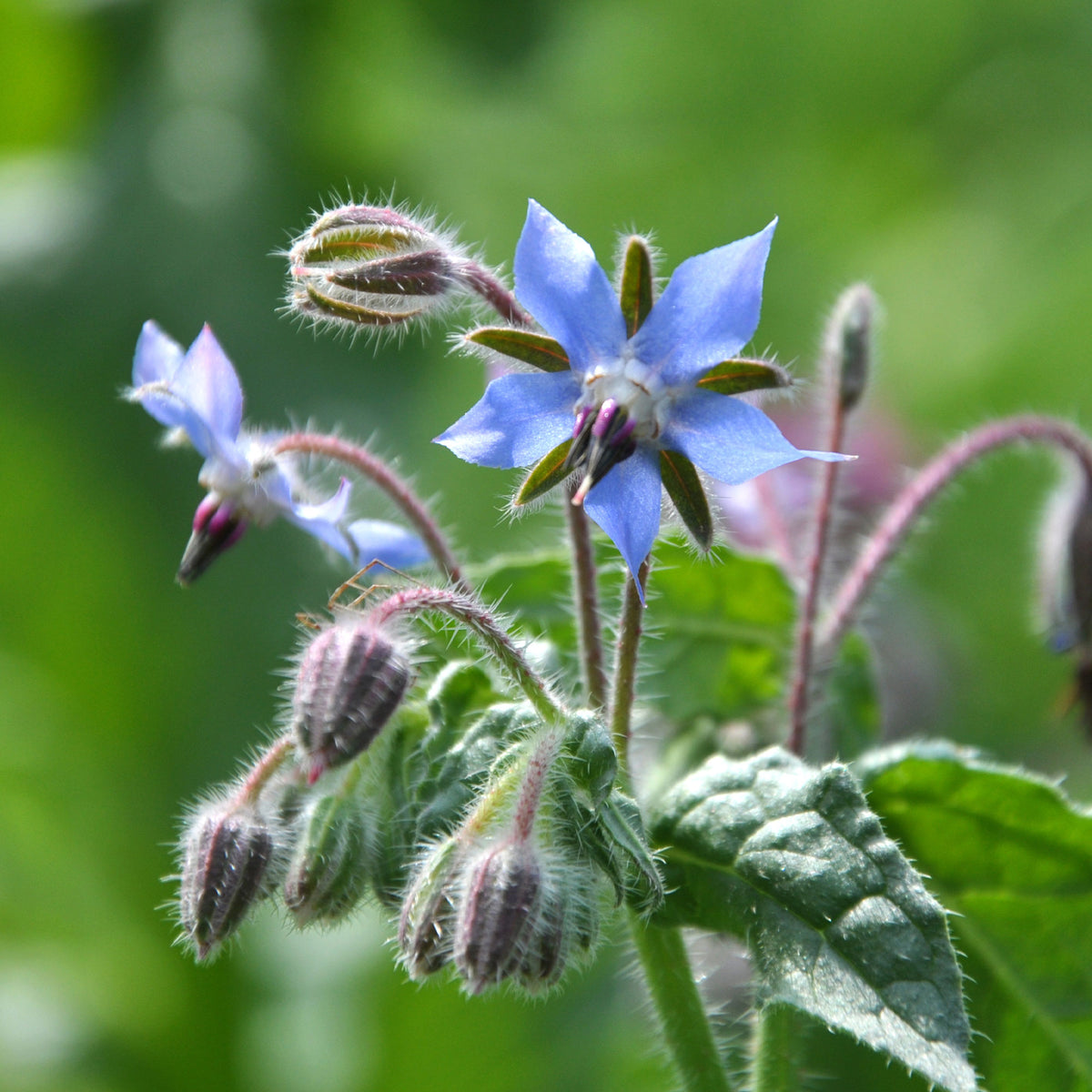 Borretsch Blau Bio - Borago officinalis - Bakker