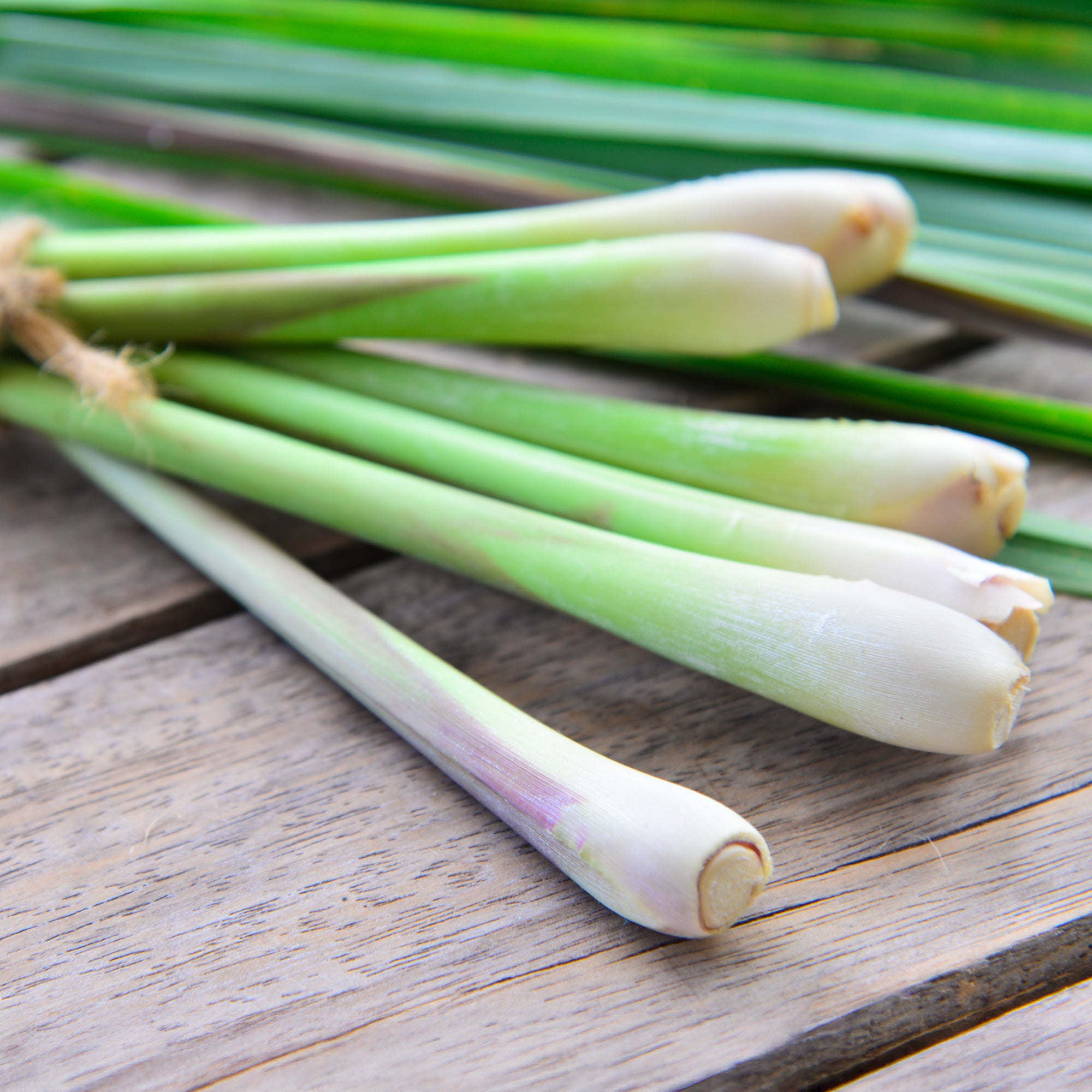 Saatgut Zitronengras - Cymbopogon flexuosus