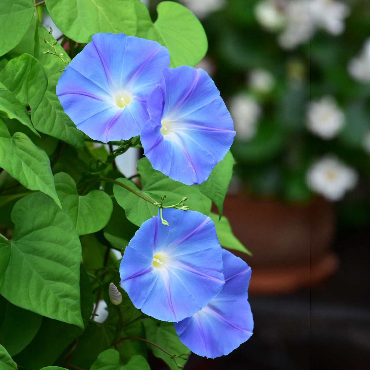 Blaue Prunkwinde Heavenly Blue - Bakker