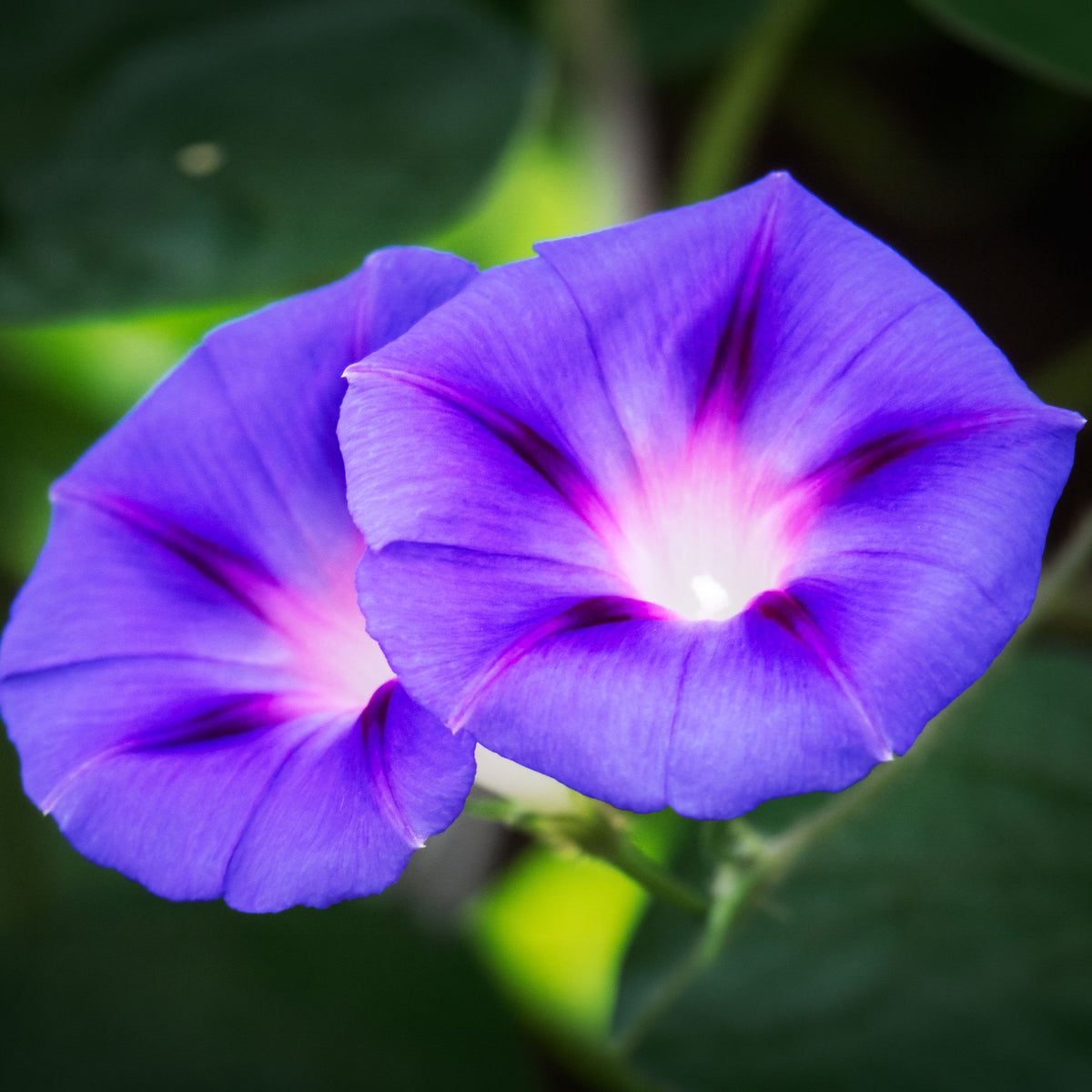 Prunkwinde ‘Grandpa Ott’ - Ipomoea nil - Bakker