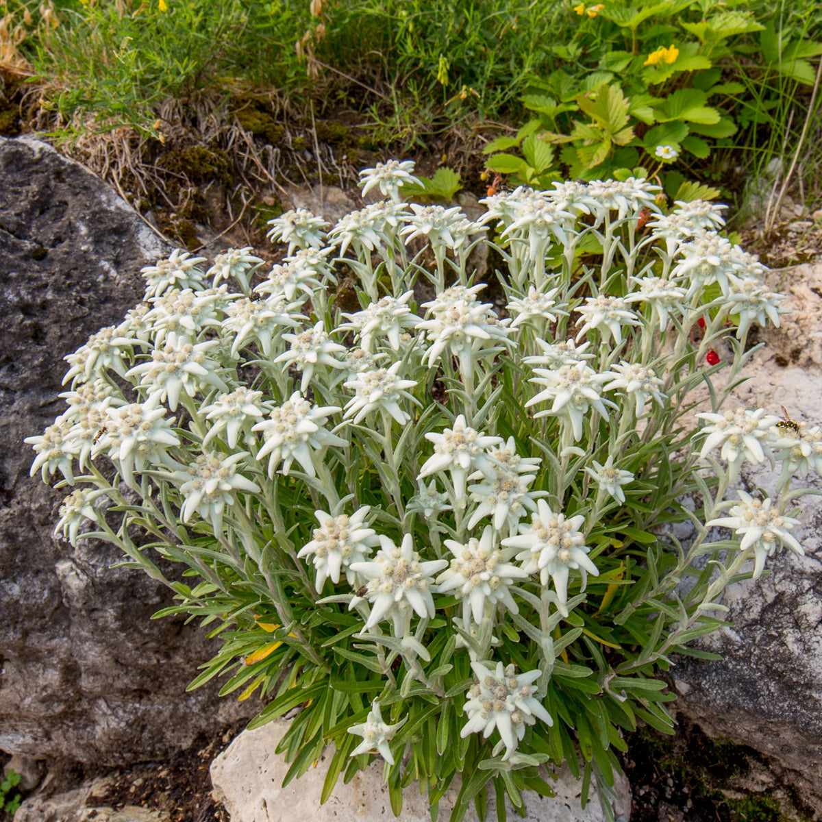 Edelweiß - Leontopodium alpinum - Bakker
