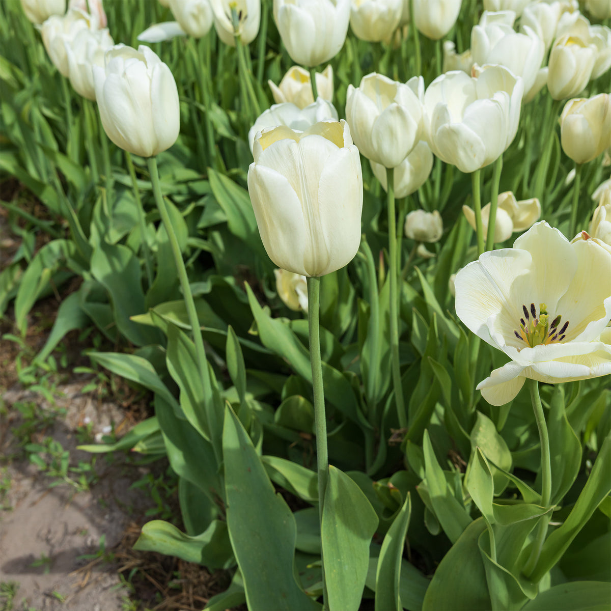 Langstielige Tulpe weiß