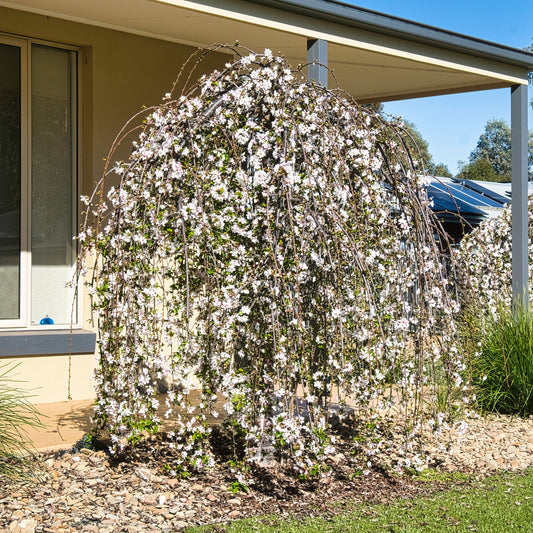 Japanische Blütenkirsche Snow Fountains - Bakker
