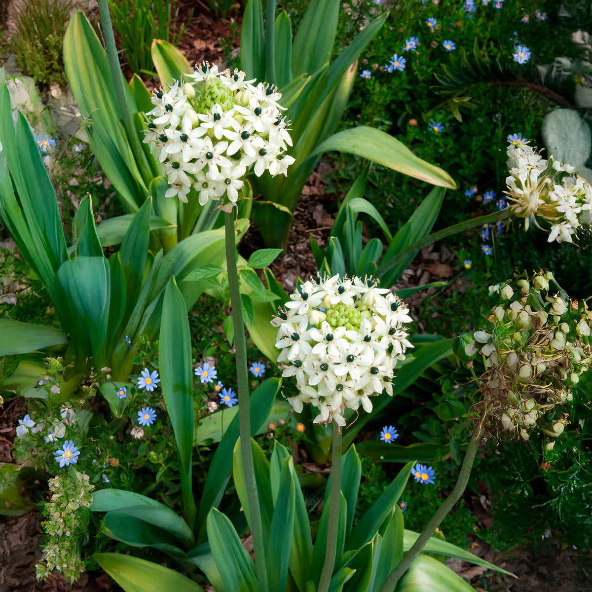 Großer Milchstern (x3) - Ornithogalum saundersiae - Bakker