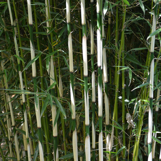 Zebrabambus - Bakker