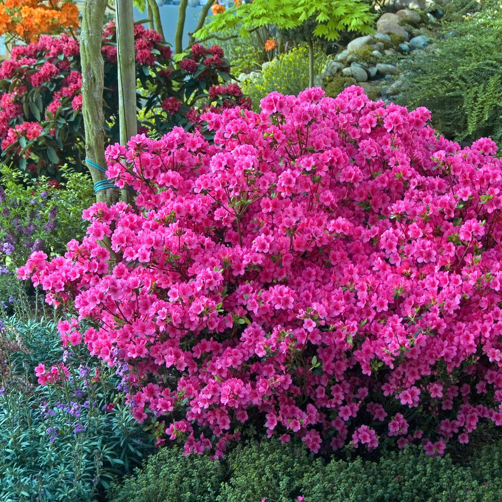 Japanische Azalee rosa - Azalea japonica pink - Bakker