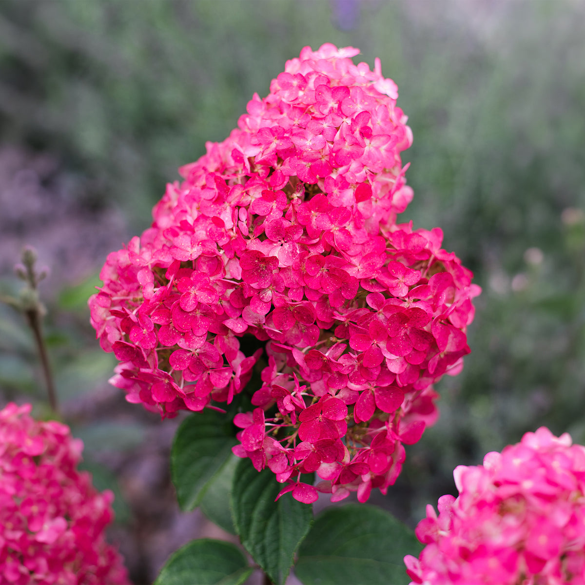 Rispenhortensie Framboisine® Rensam