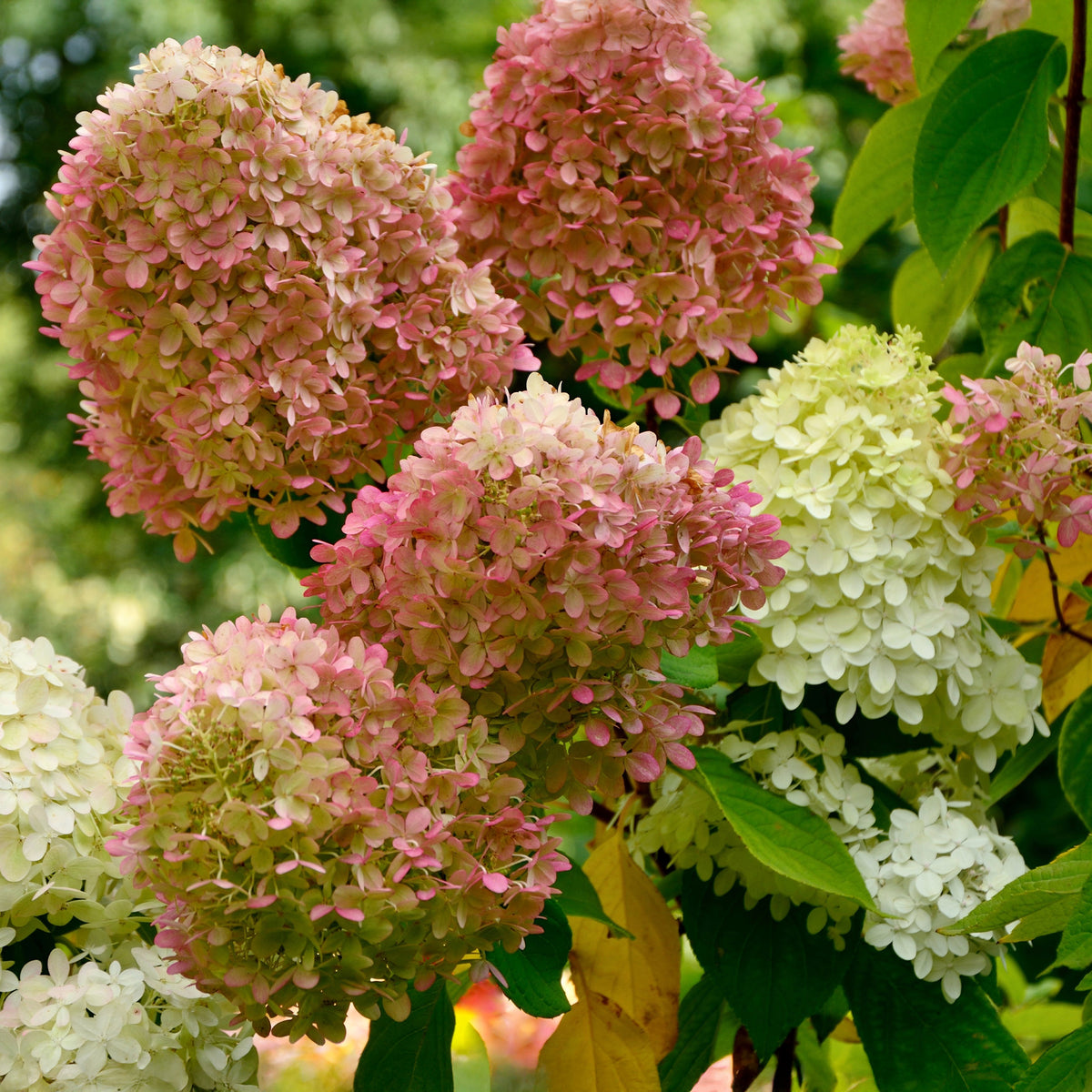 Rispenhortensie Romantic Ace® 'Renvagor' - Bakker