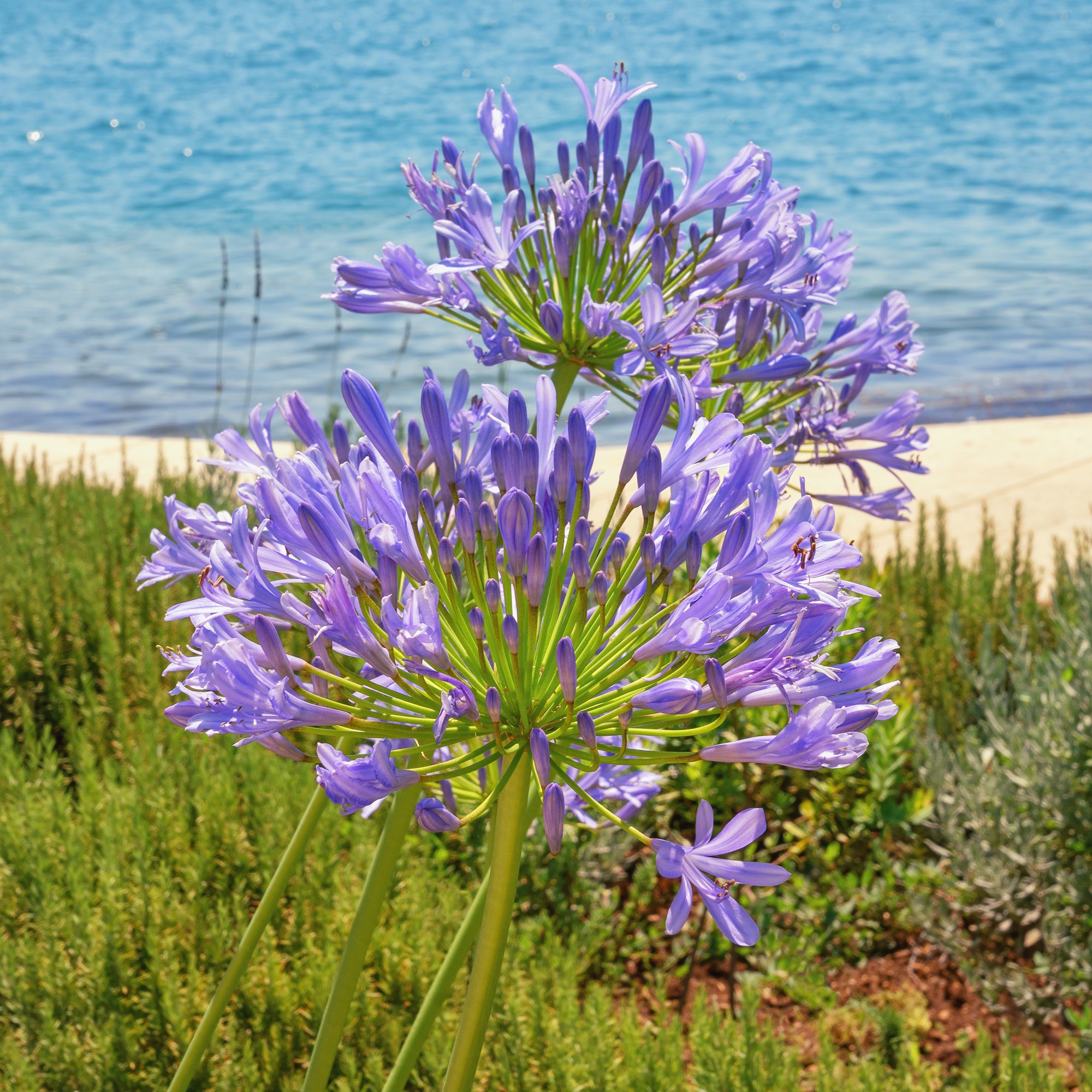 Schmucklilie - Agapanthus africanus