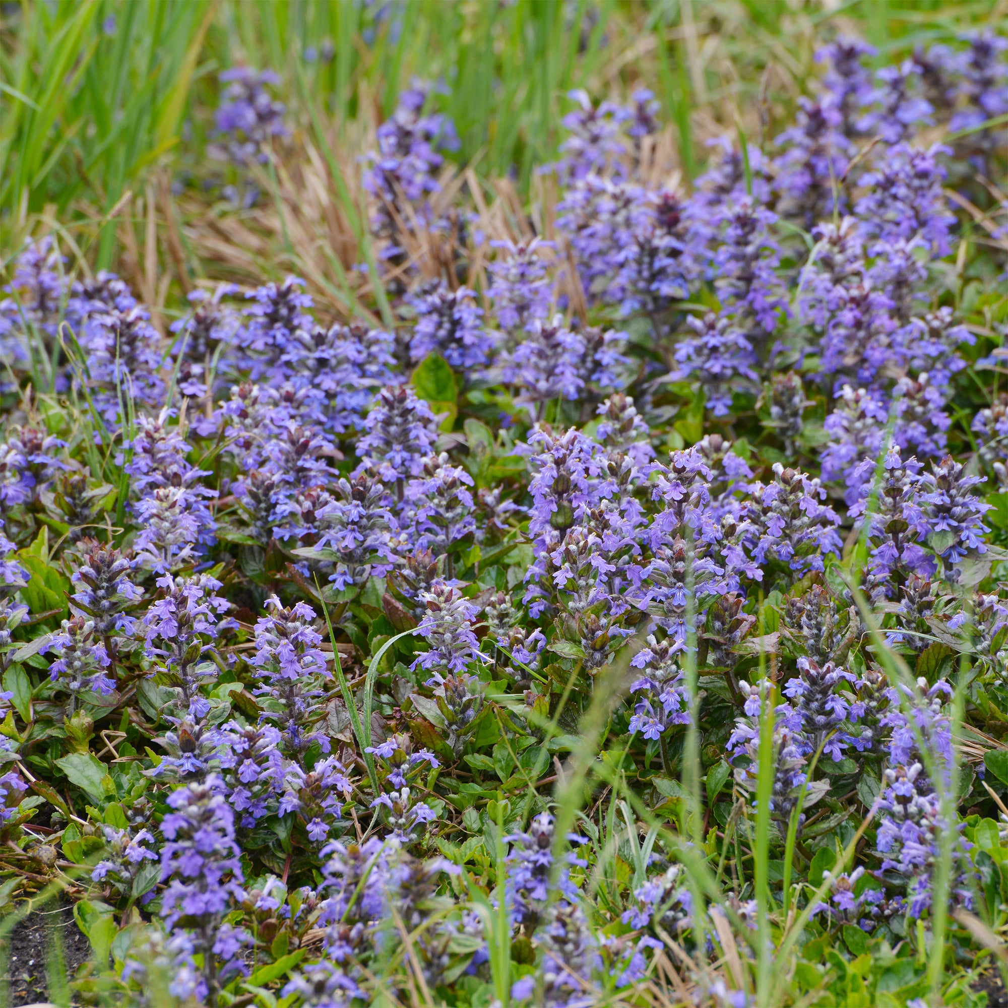 Kriechender Günsel - Ajuga reptans