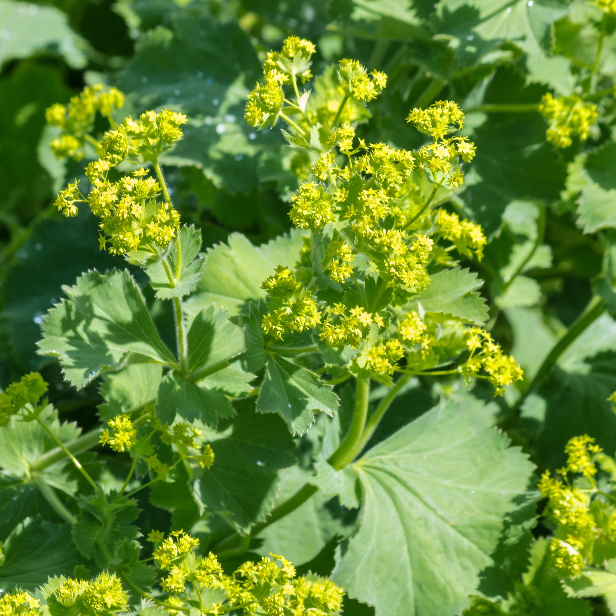 Spitzlappiger Frauenmantel - Alchemilla vulgaris