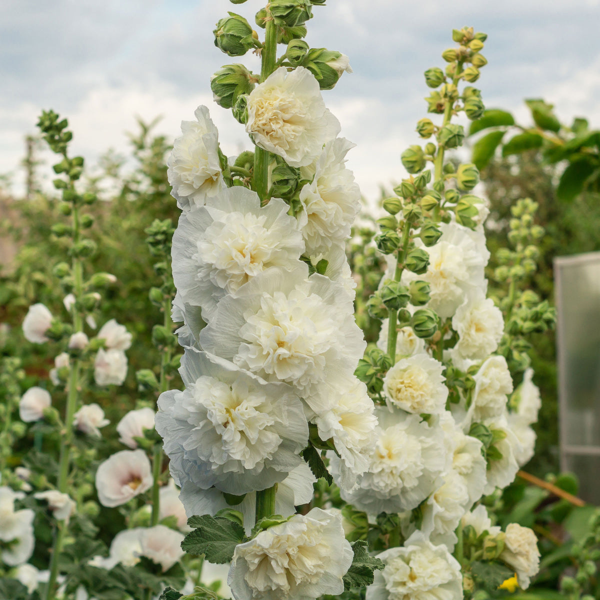 Stockrose gefüllt weiß - Bakker