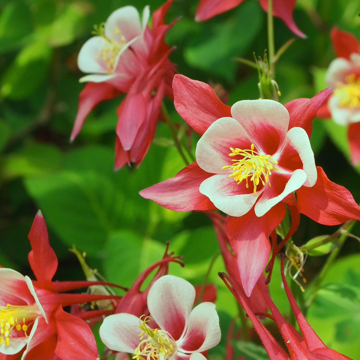 Akelei 'Crimson Star' - Aquilegia Crimson Star - Bakker