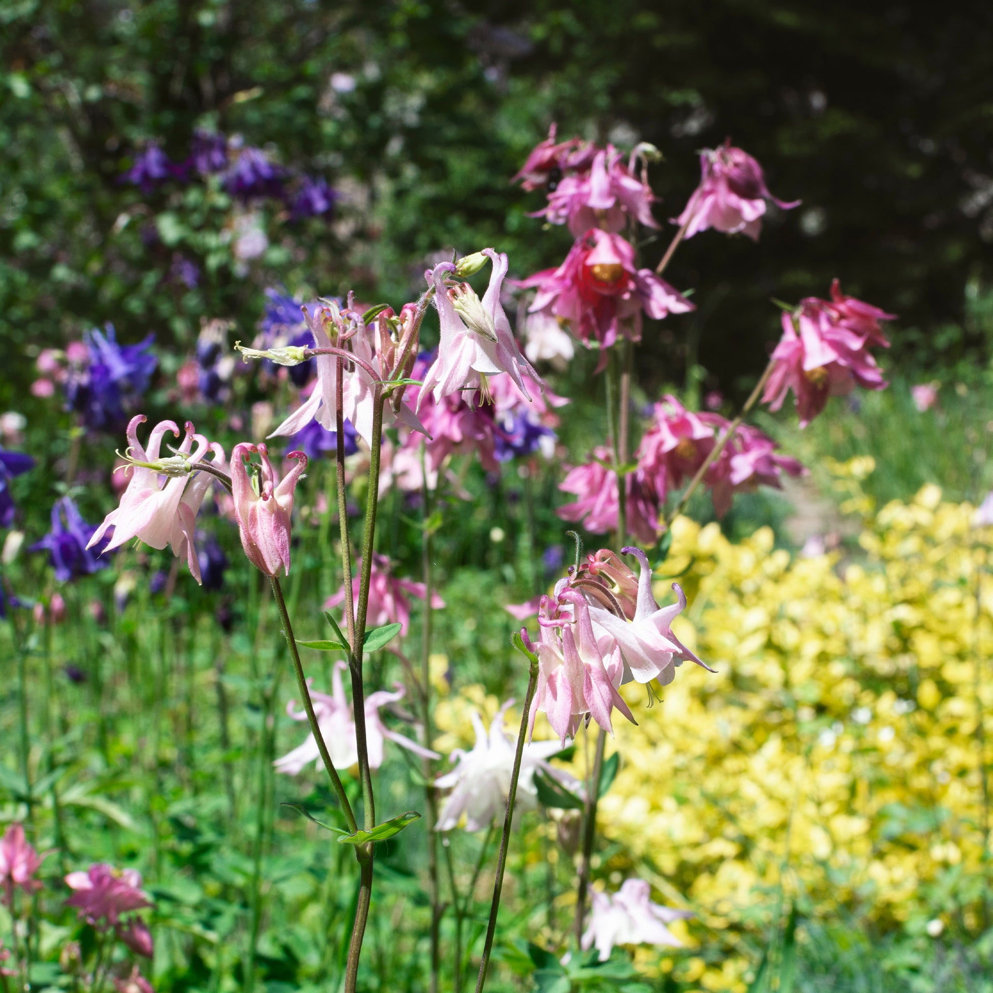 Garten-Anekolie Heidi - Aquilegia vulgaris heidi - Bakker