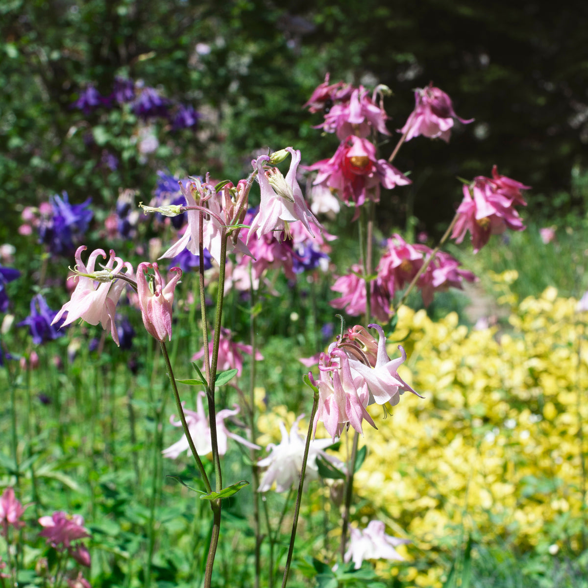 Akelei ‘Heidi’ - Aquilegia vulgaris heidi - Bakker