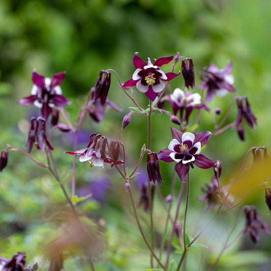 Garten Akelei William Guinness - Bakker