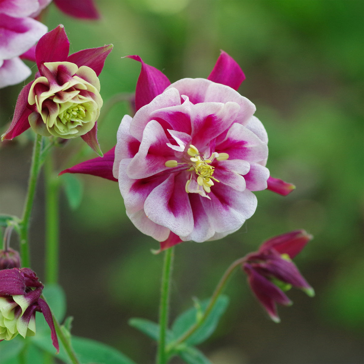 Gefüllt blühende Akelei Winky Red White - Aquilegia winky double red-white ( winky series ) - Bakker