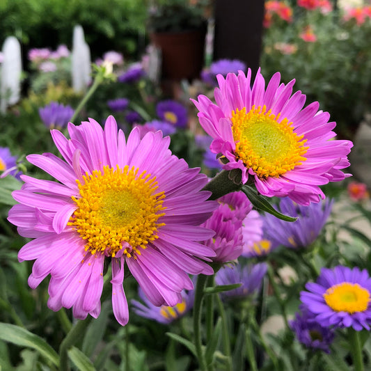 Niedrige Garten-Aster 'Happy End' - Bakker