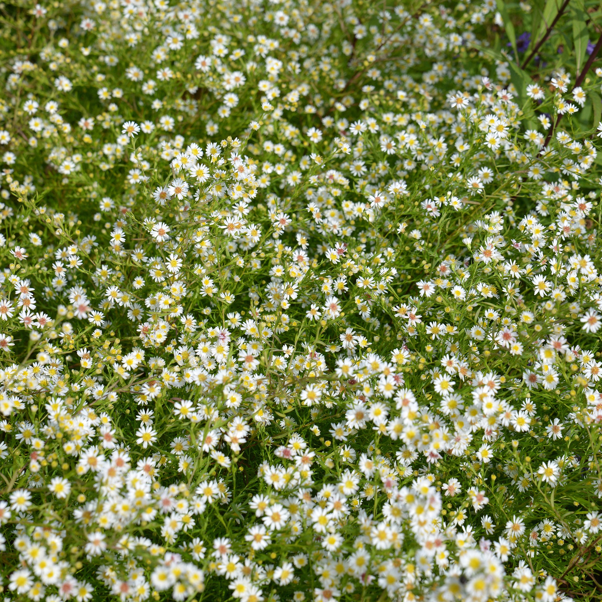 Teppich-Aster 'Snow Flurry' - Aster ericoides Snowflurry - Bakker