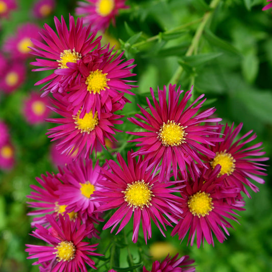 Glattblatt-Aster 'Crimson Brocade' - Bakker