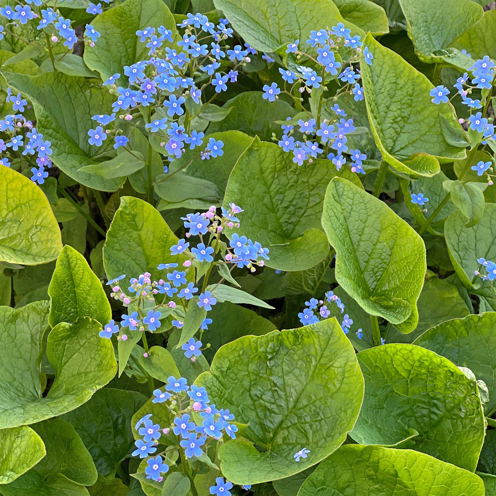 Kaukasisches Vergissmeinnicht - Brunnera macrophylla