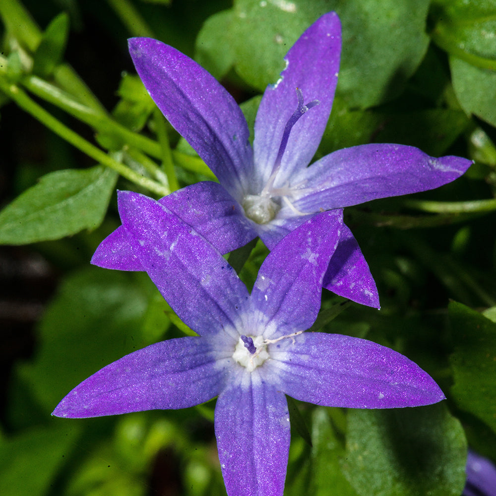Hängepolster-Glockenblume