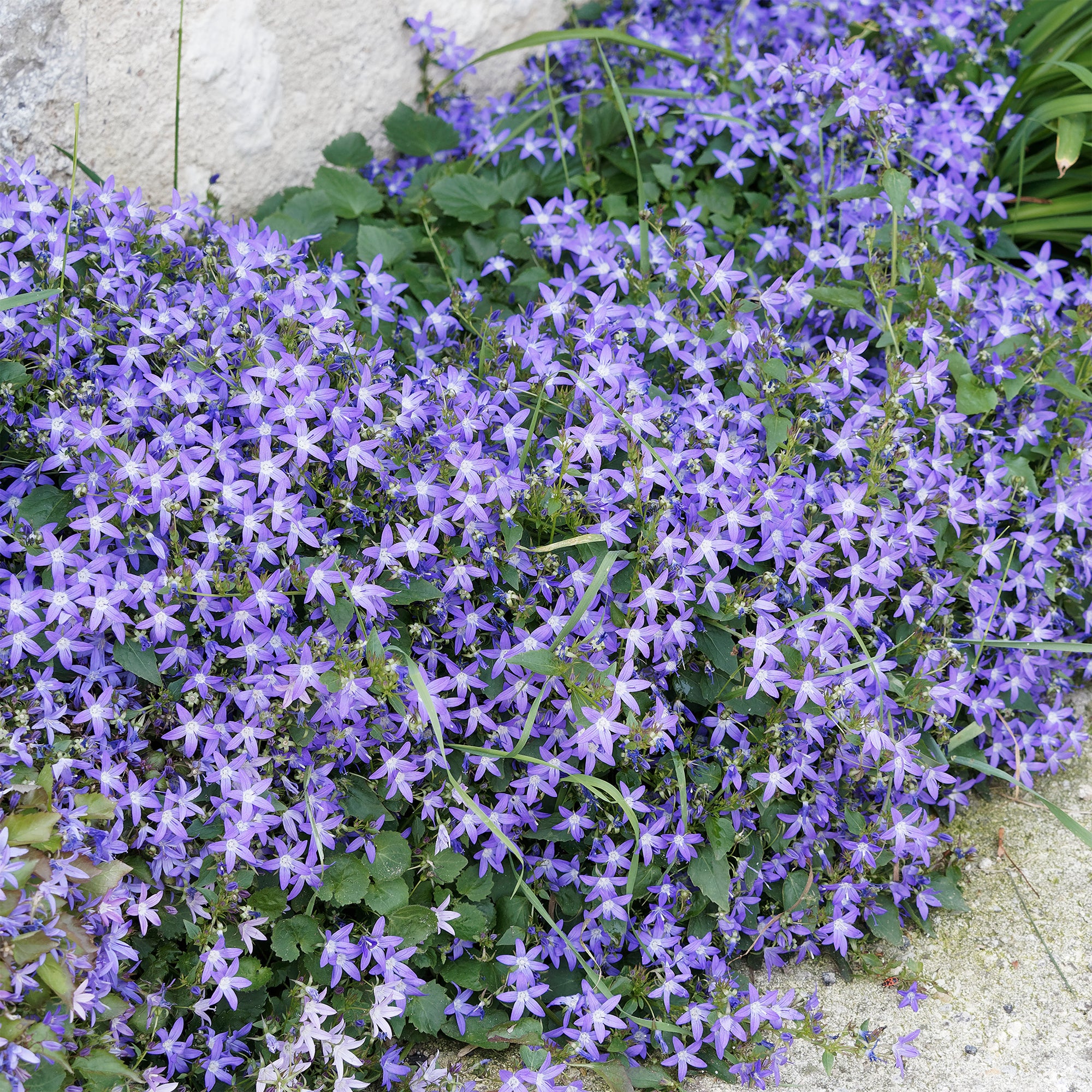 Hängepolster-Glockenblume