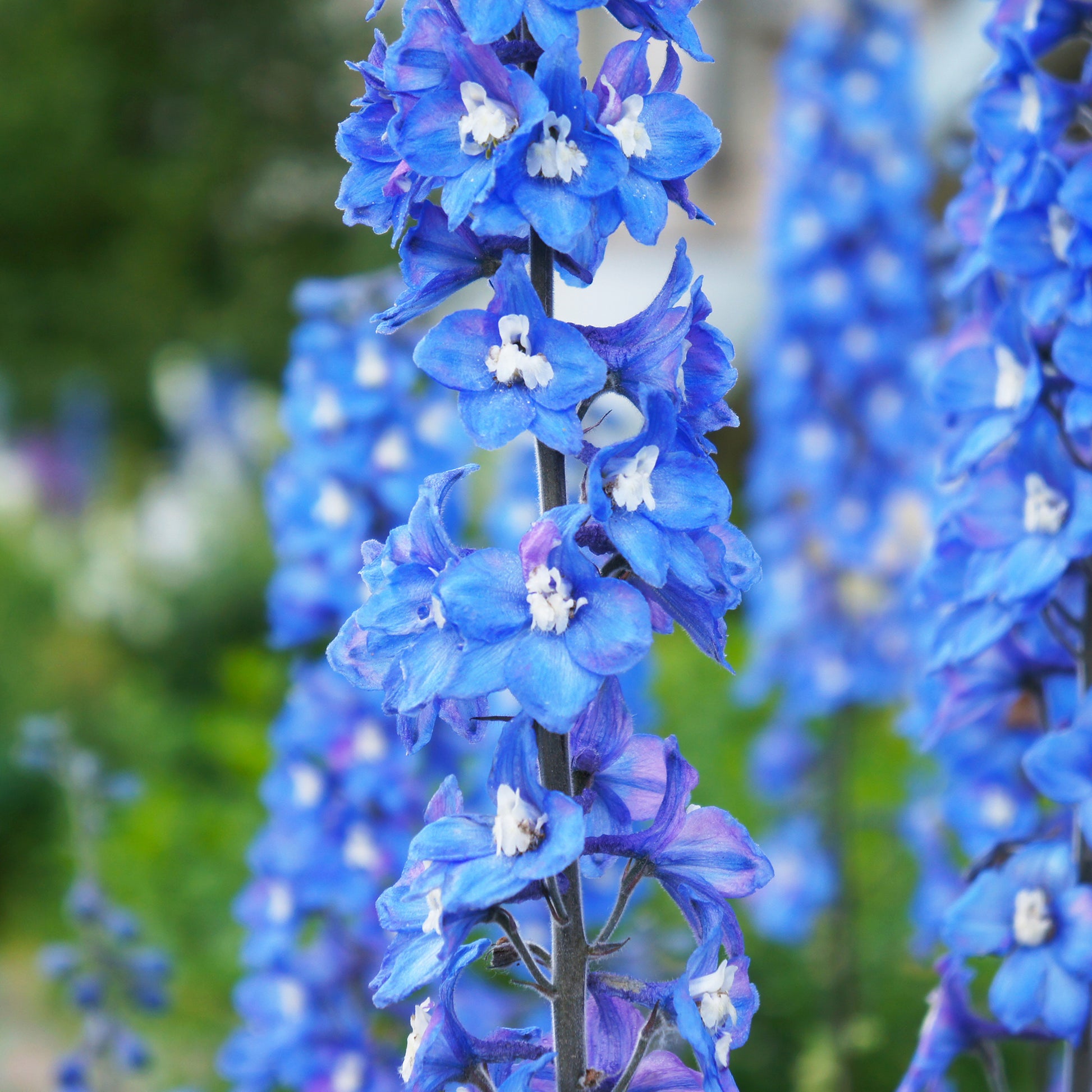 Pacific-Rittersporn 'Blue Bird' - Delphinium Pacific Blue Bird - Bakker