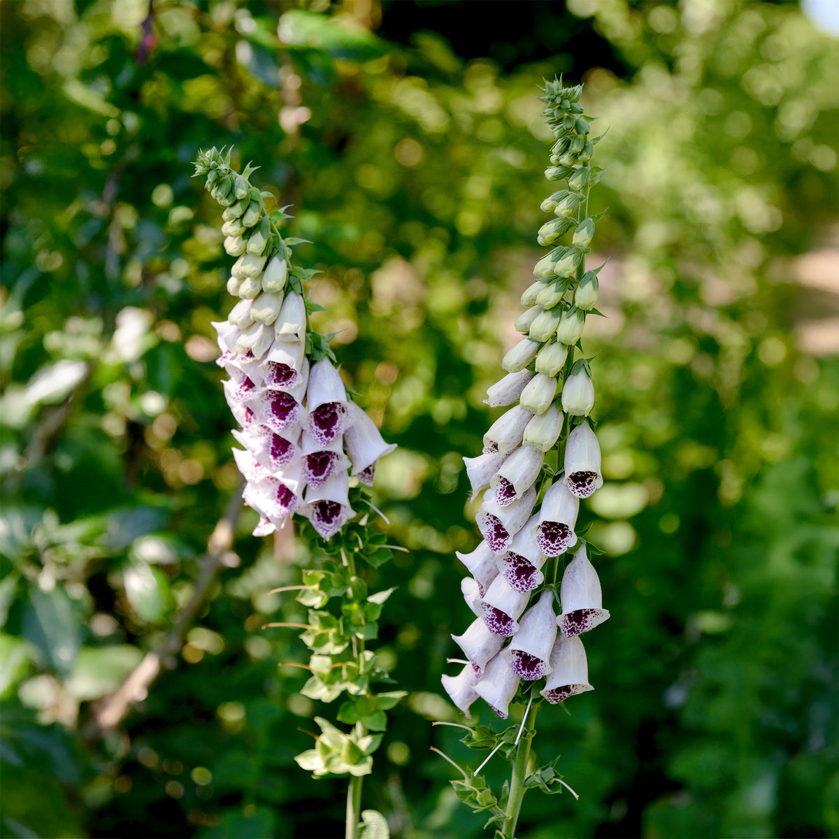 Fingerhut 'Pam's Choice' - Digitalis purpurea pams choice - Bakker