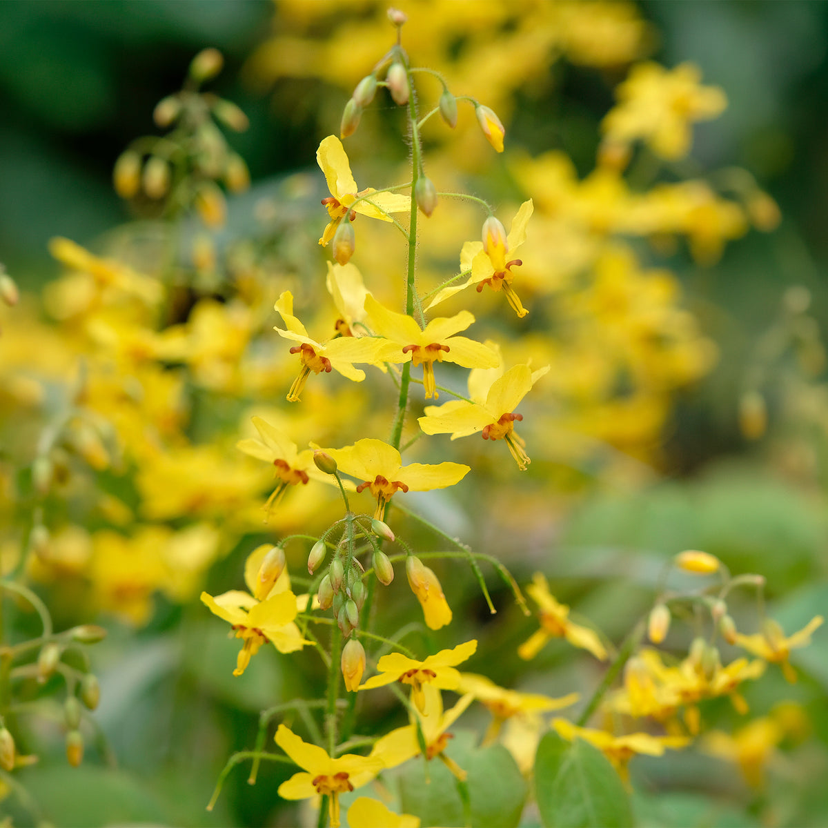 Elfenblumen Frohnleiten