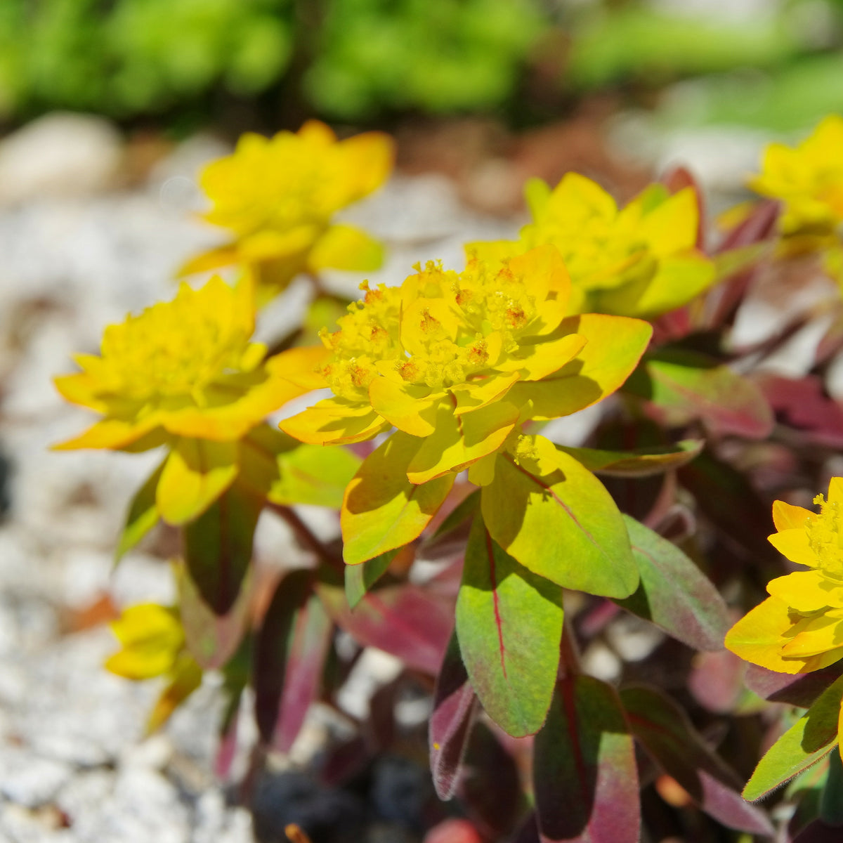 Wolfsmilch Purpurea - Bakker