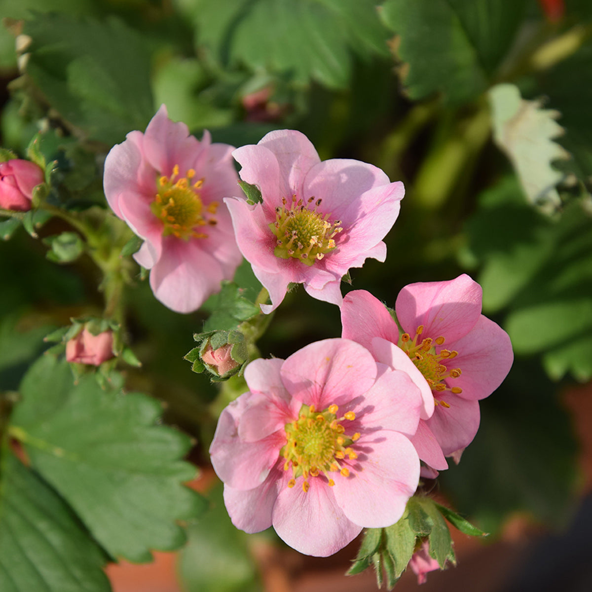 Zier-Erdbeere 'Pink Panda' - Bakker