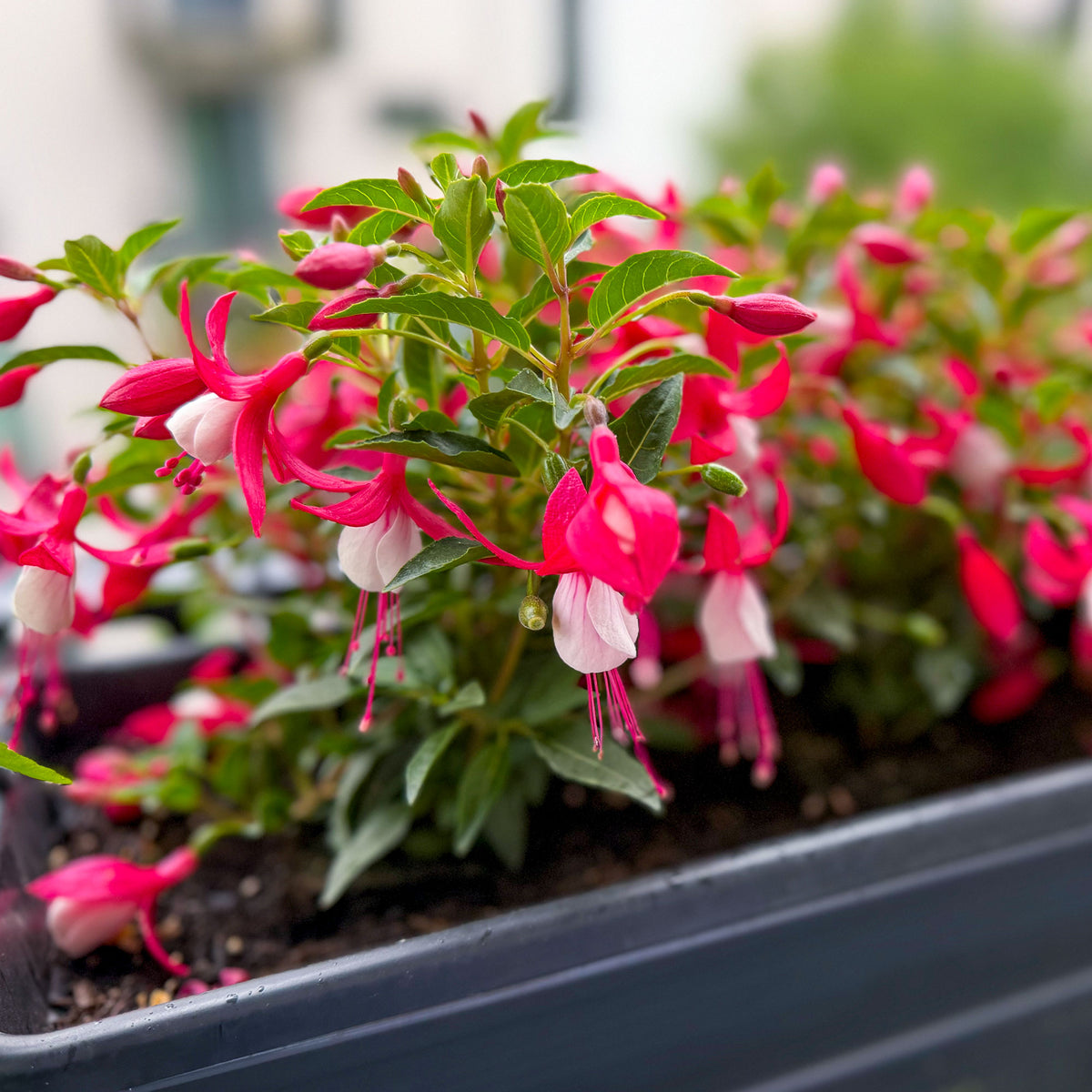 Fuchsien - Fuchsia Madame Cornelissen - Fuchsia Madame Cornelissen