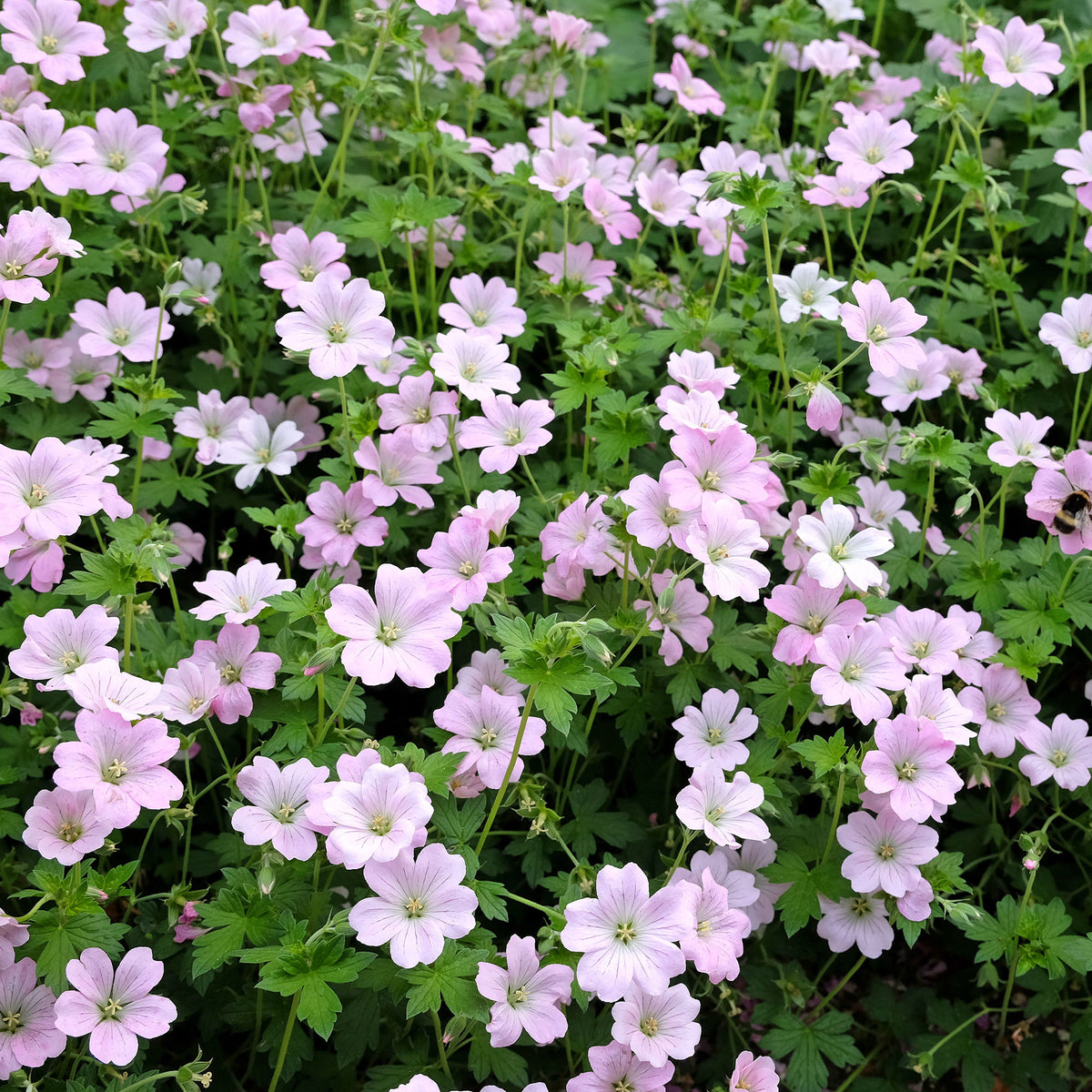 Geranie Dreamland - Geranium bremdream dreamland - Bakker
