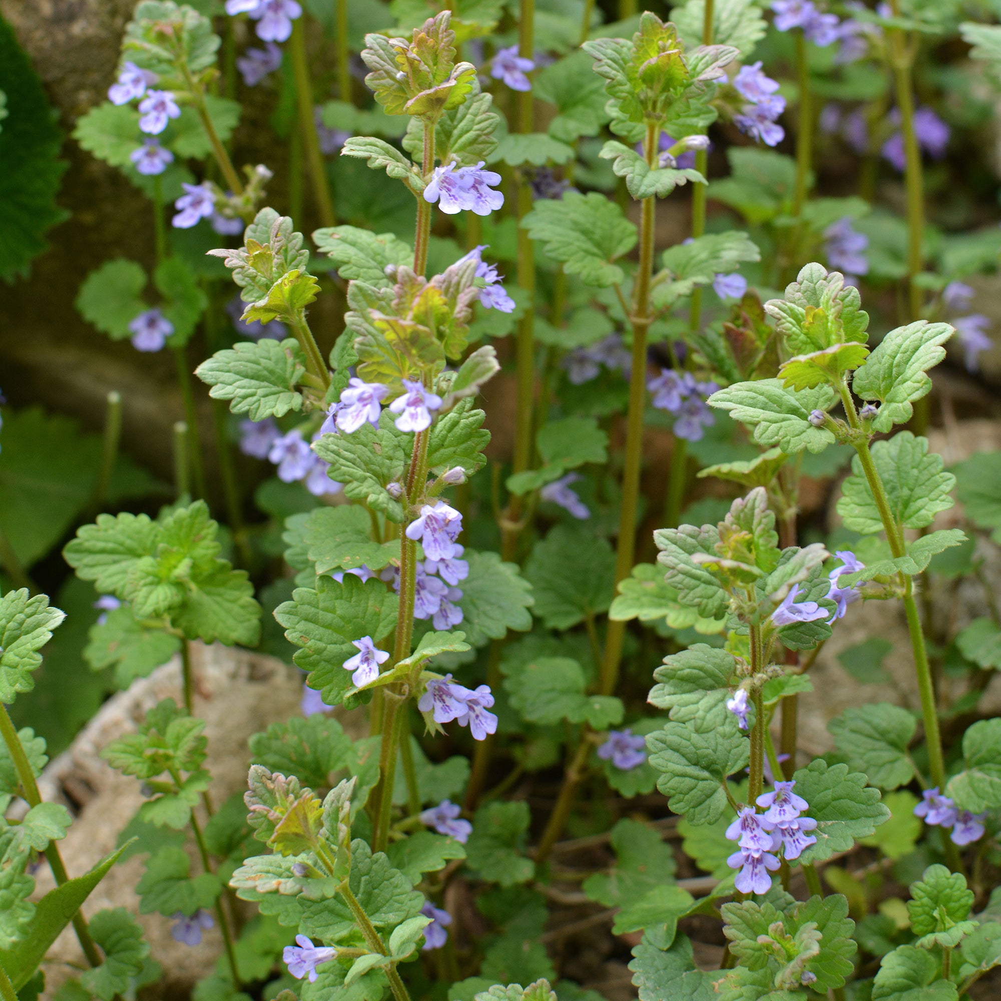 Gundermann - Glechoma hederacea