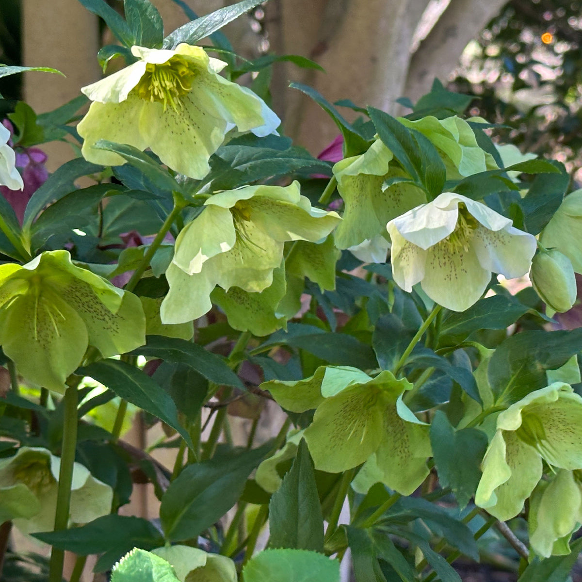 Lenzrose ‘Green Spotted’ - Helleborus orientalis Green Spotted - Bakker