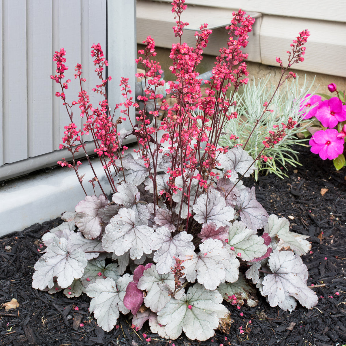 Purpurglöckchen 'Silver Gumdrop' - Heuchera silver gumdrop ( dolce series ) - Bakker