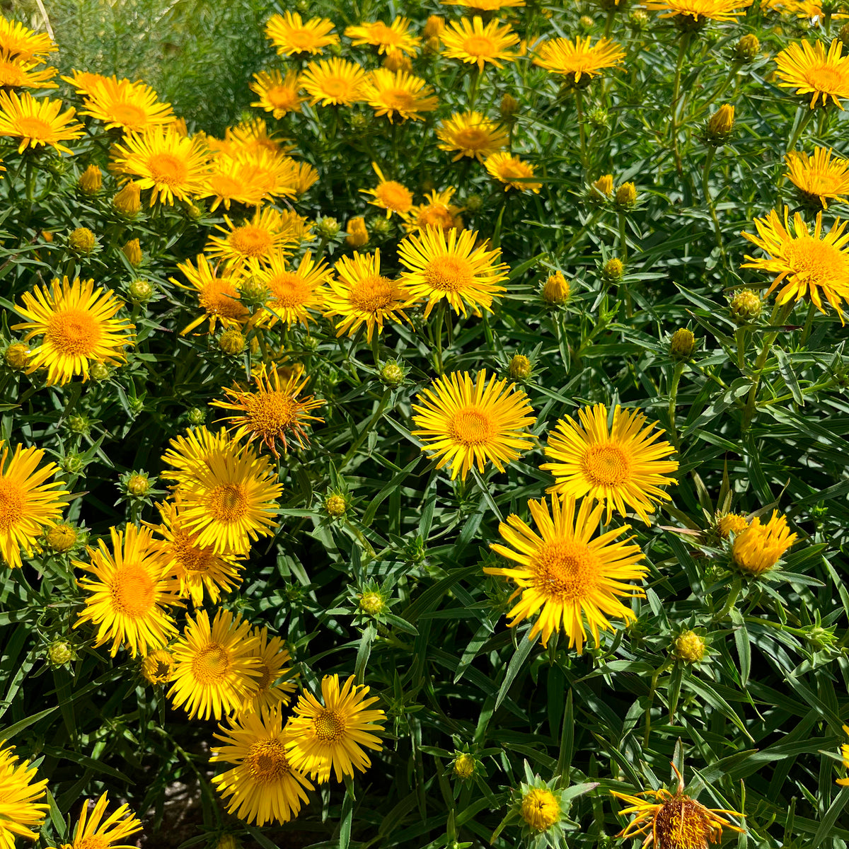 Inula ensifolia - Schwertblättriger Alant - Blühende Stauden