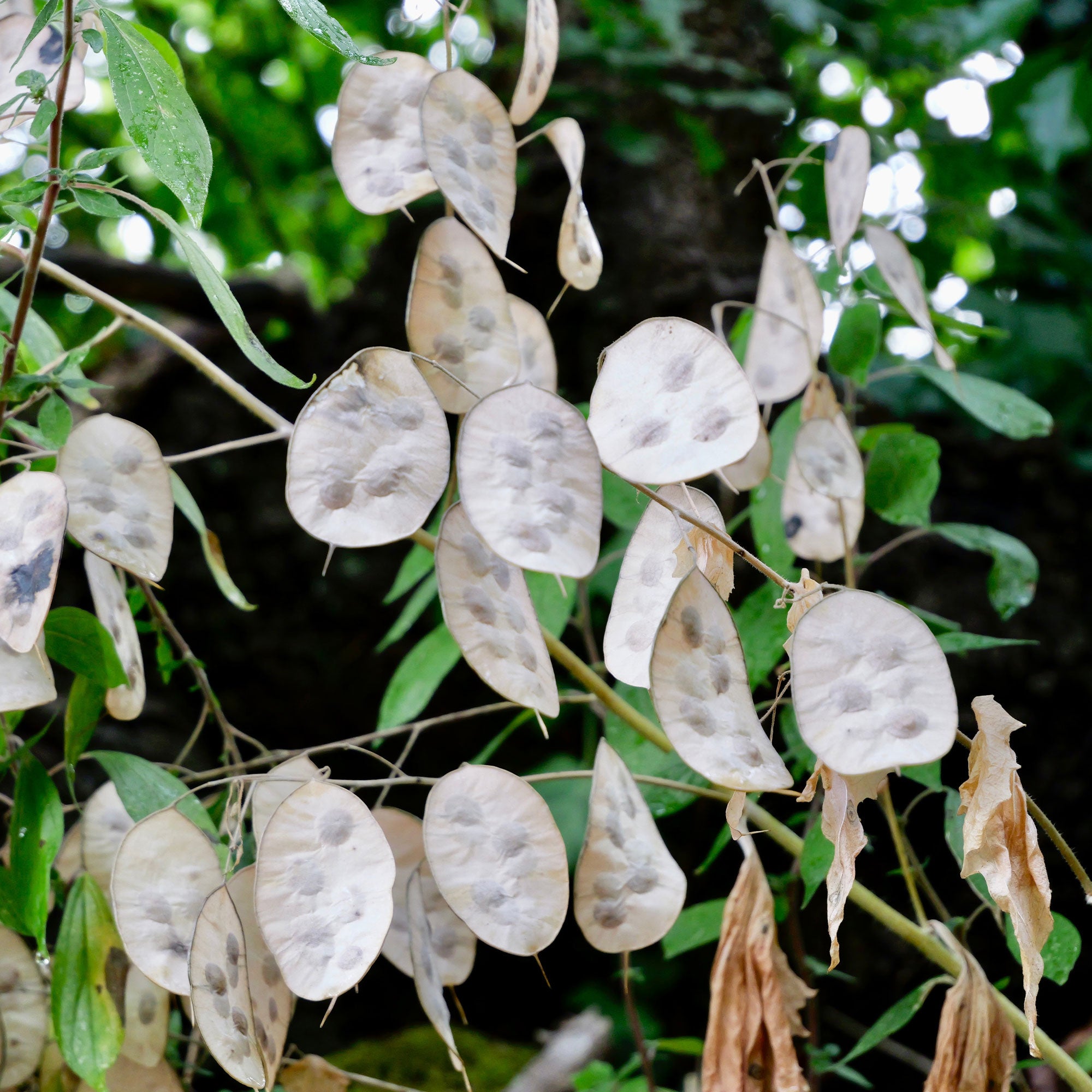 Einjhriges Silberblatt - Lunaria annua | Bakker.com