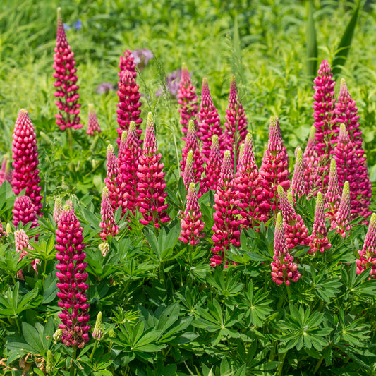 Lupine 'Gallery Red' - Bakker
