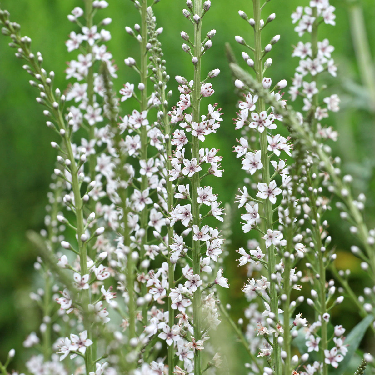 Spanischer Felberich - Lysimachia ephemerum - Bakker