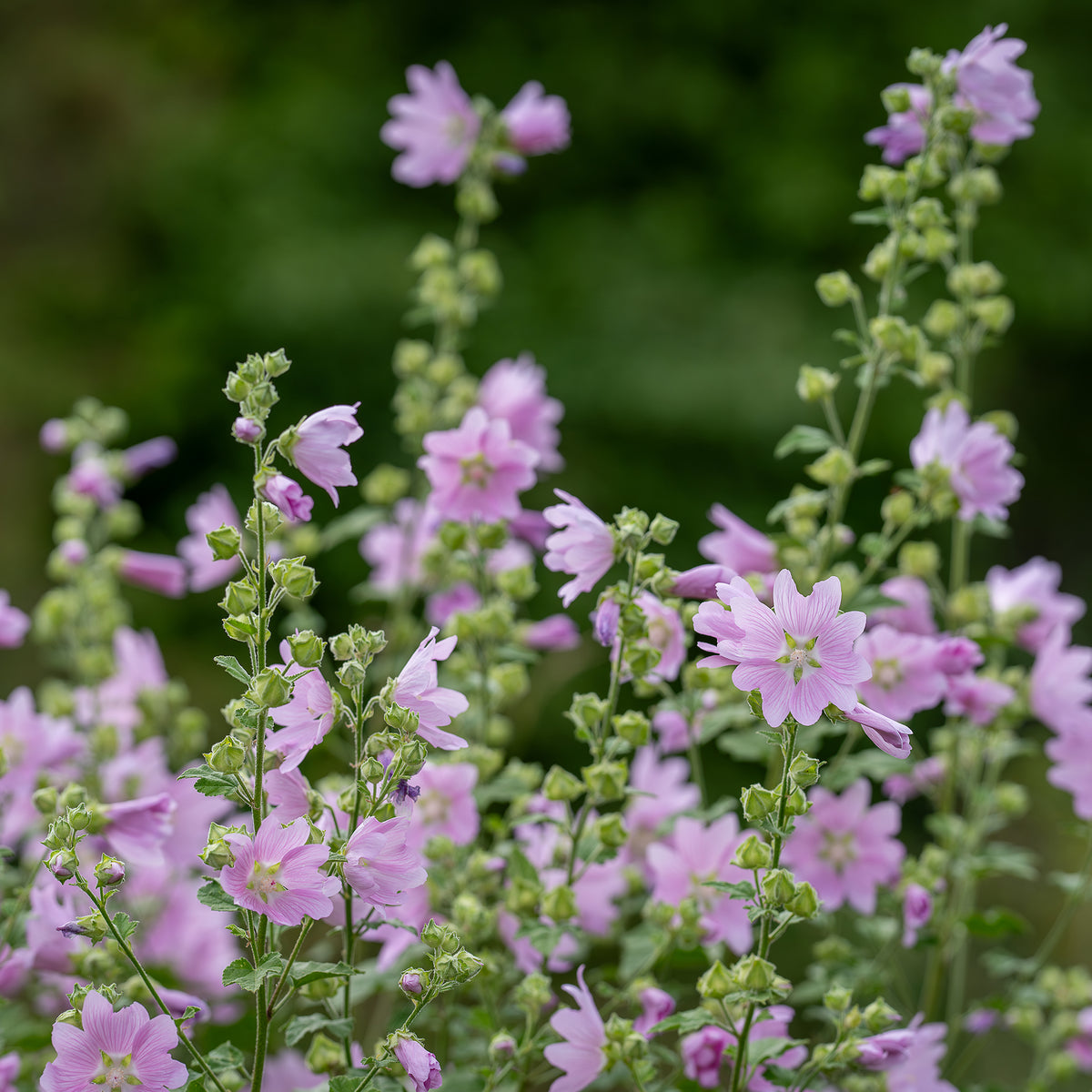 Moschus-Malve 'Rosea' - Malva moschata Rosea - Bakker