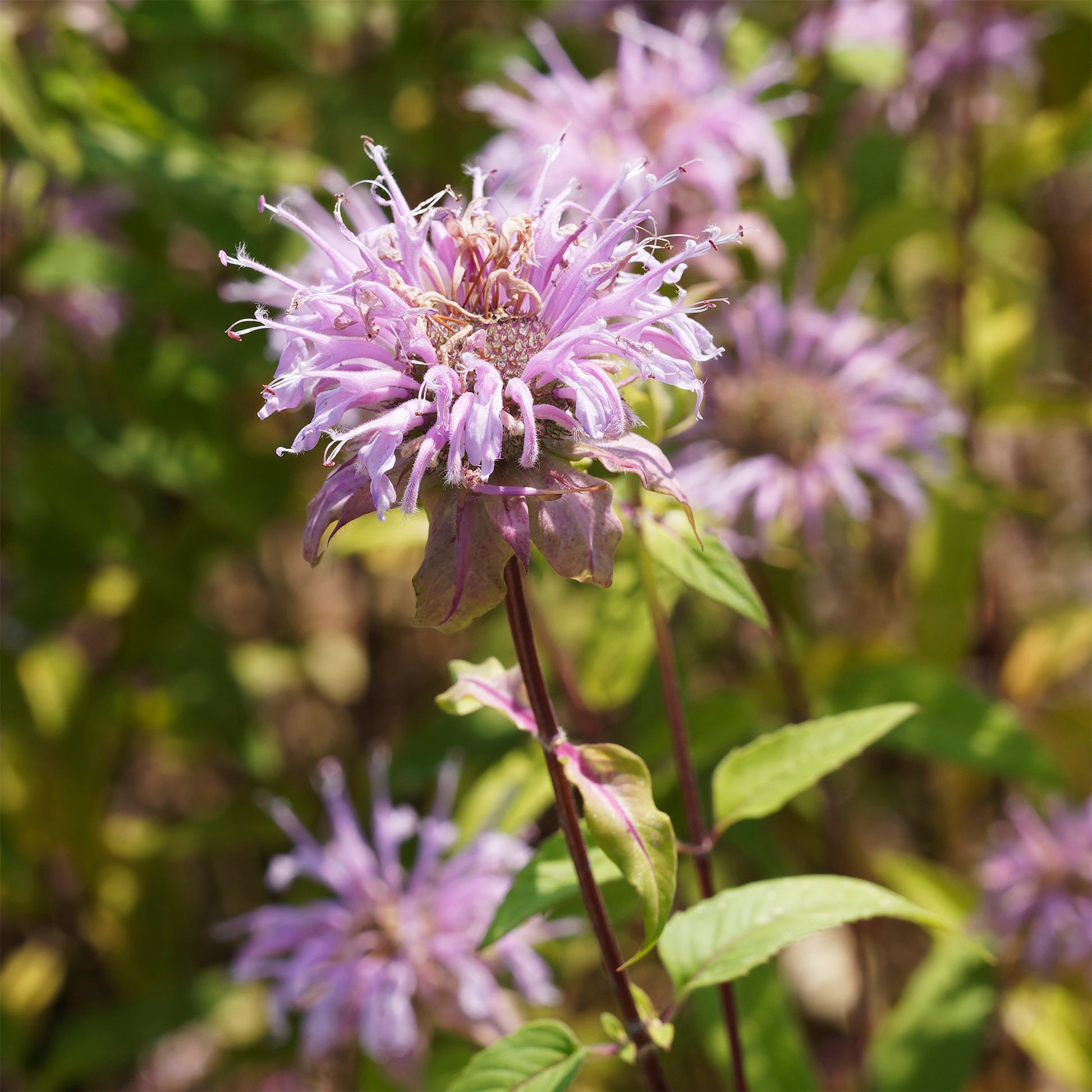 Indianernessel Wilde Bergamotte - Monarda bradburiana - Bakker