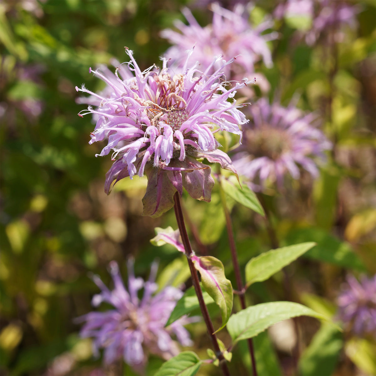 Indianernessel Wilde Bergamotte - Monarda bradburiana - Bakker