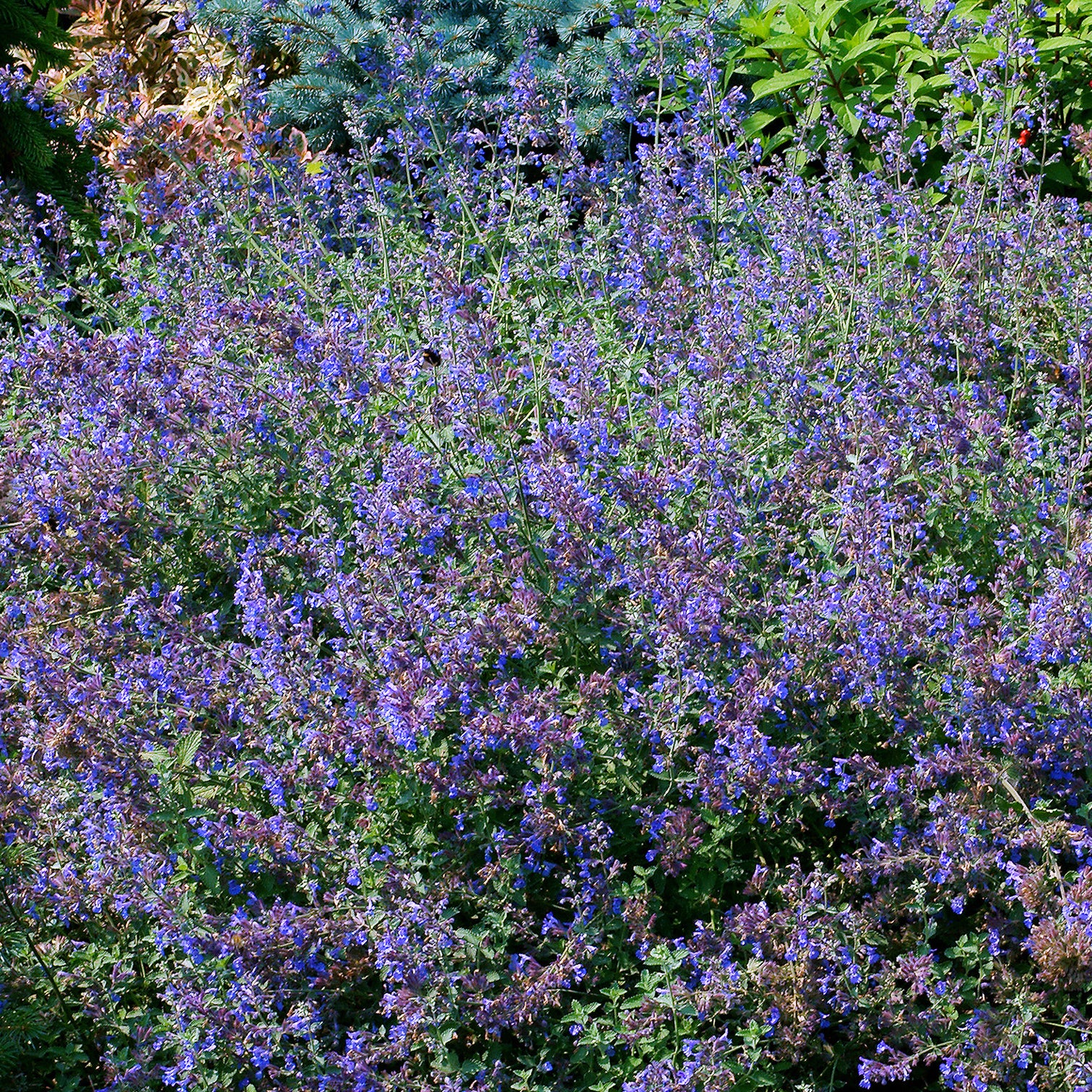 katzenminze zimmerpflanze Blaue Katzenminze - Nepeta faassenii